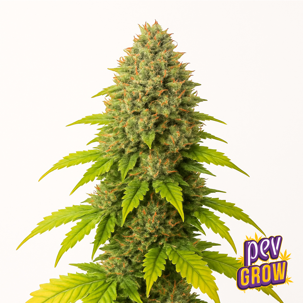 Monster Glue Spain Seeds